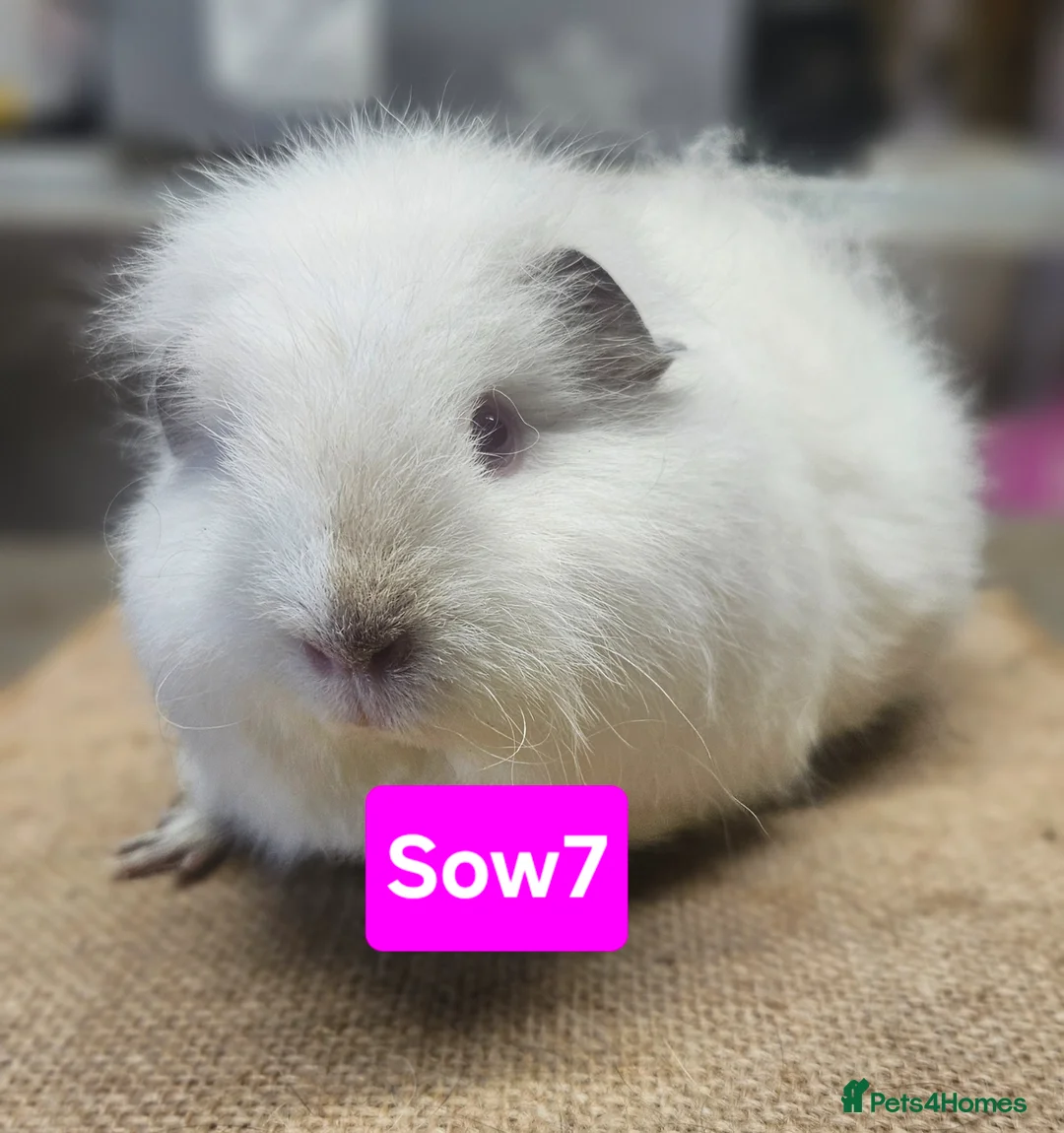 Guinea Pig rodents for sale: Beautiful females and males for sale  - Advert 13