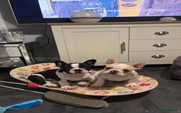 French Bulldog dogs for sale: Frenchie puppy  - Advert 11