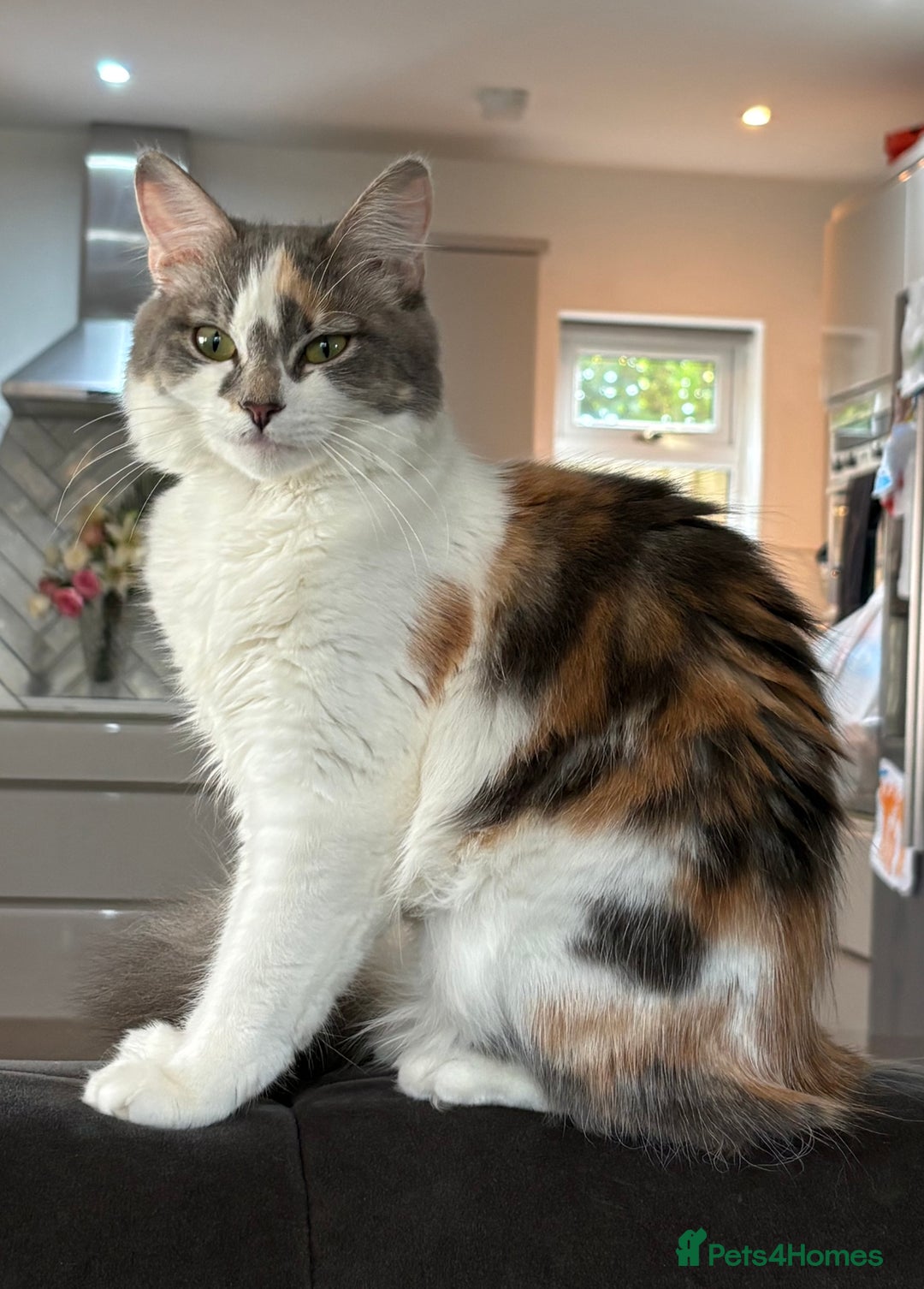 Mixed Breed cats for sale: 2 beautiful Kittens, 1 boy  1 girl - Advert 4