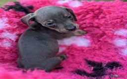 Miniature Dachshund dogs for sale: Miniature dachshunds  - Image 6