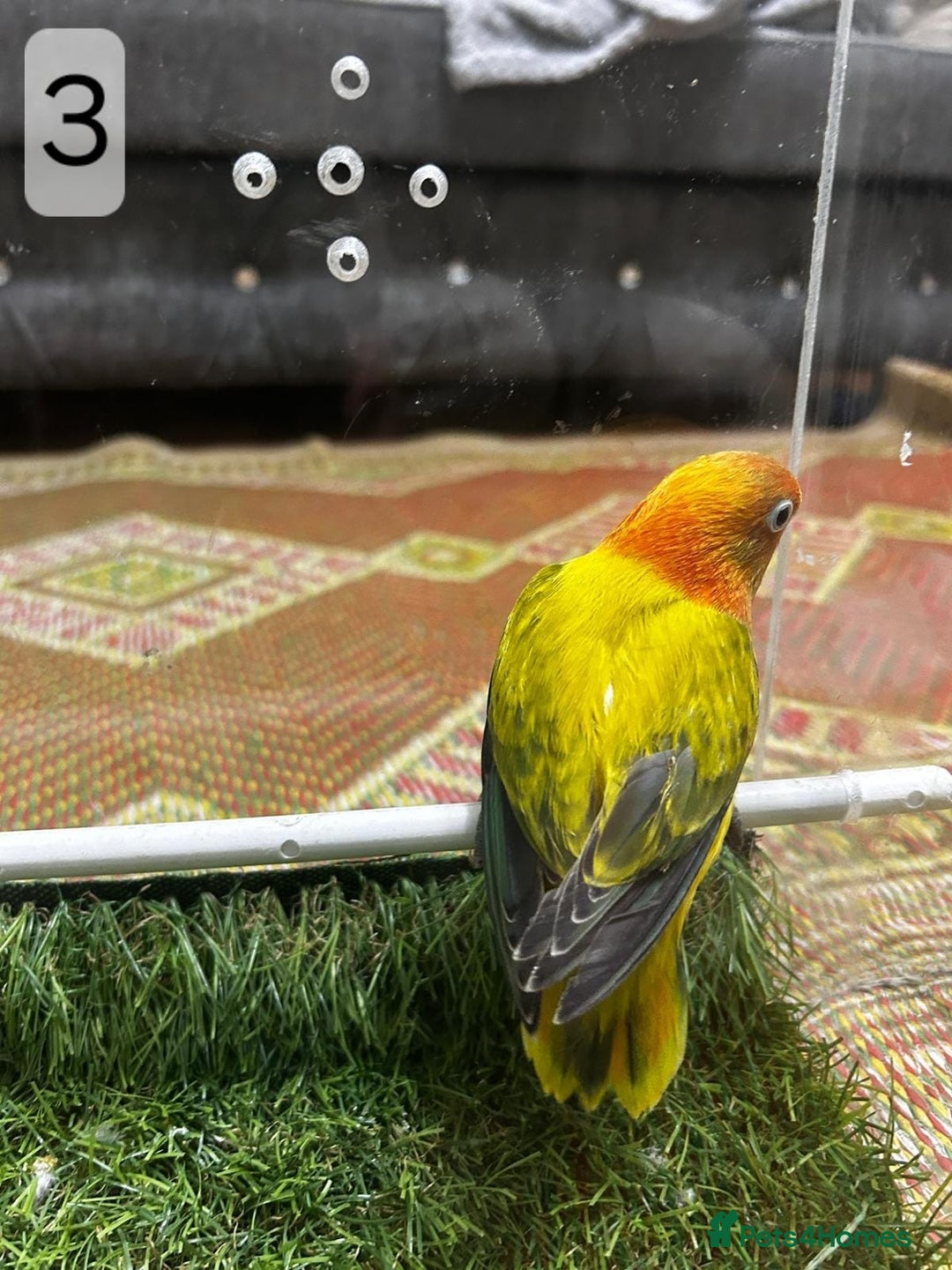 Lovebirds birds for sale: Beautiful Mutation fisher Lovebirds in Birmingham  - Advert 17