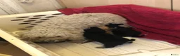 Jackapoo dogs for sale: 6 beautiful jackapoo pups - Advert 2