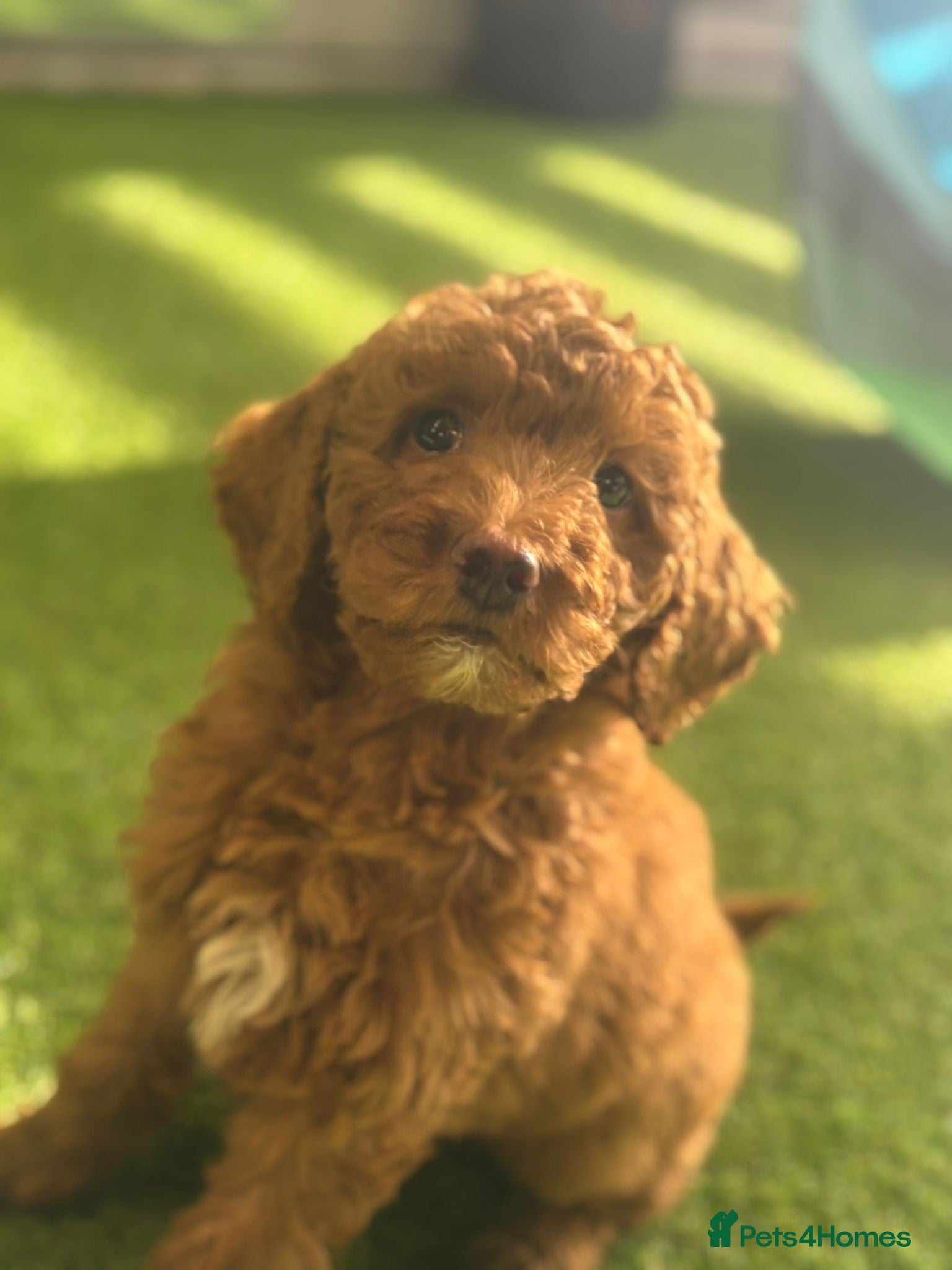 Goldendoodle dogs Fully trained golden doodle  - Advert 2