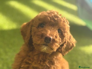 Goldendoodle dogs Advanced trained golden doodle - Advert 1