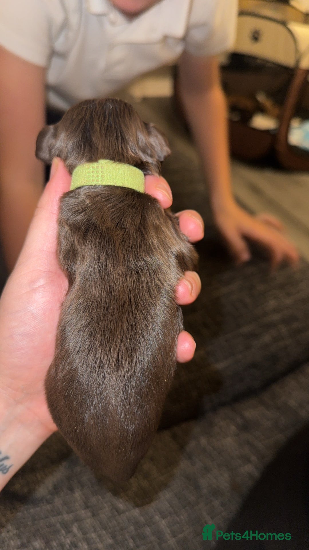 Cockapoo dogs for sale: Last boy ready to leave day b4 the big man comes  - Image 8