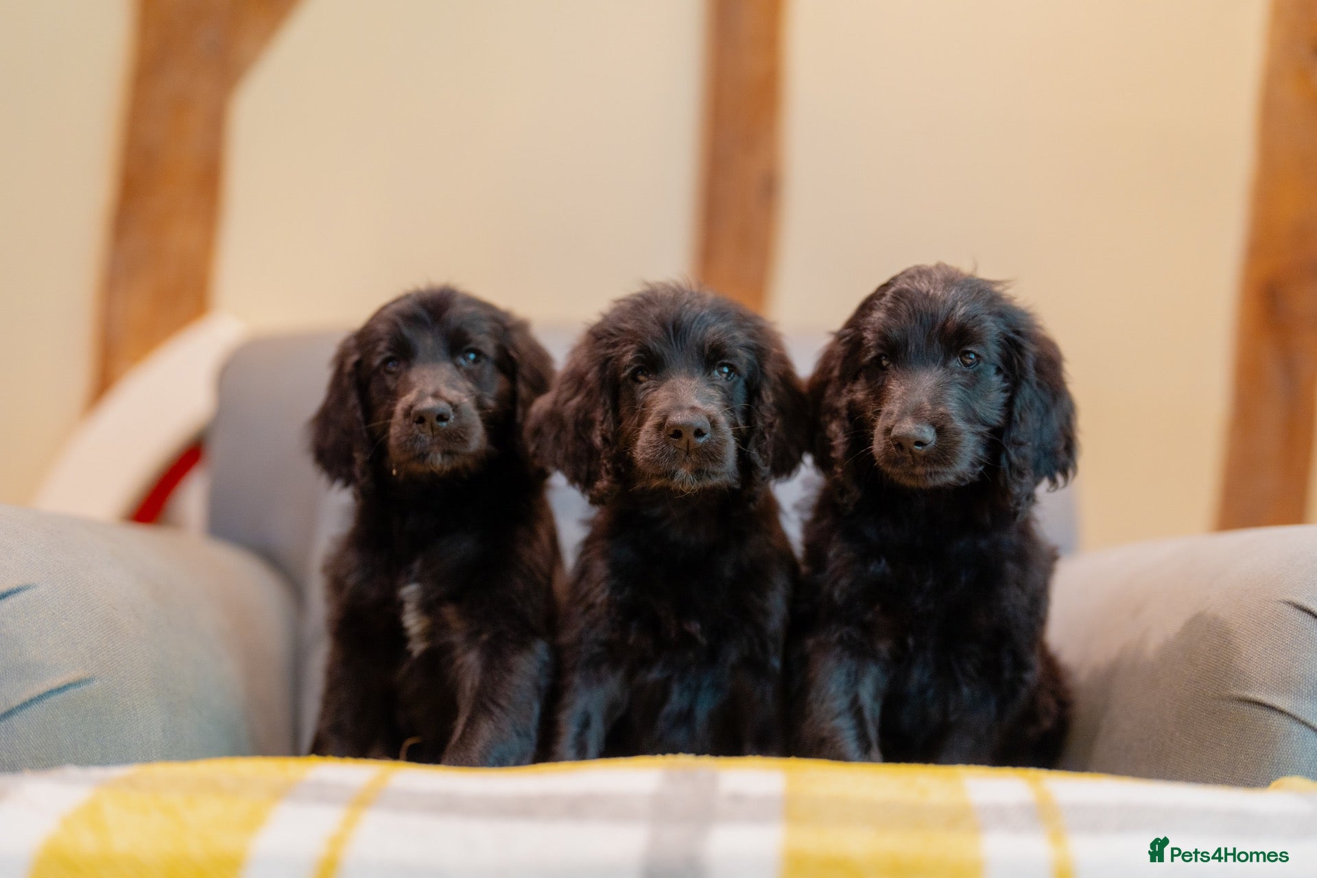 Goldendoodle dogs F1 Standard Goldendoodle Waiting List  - Advert 1