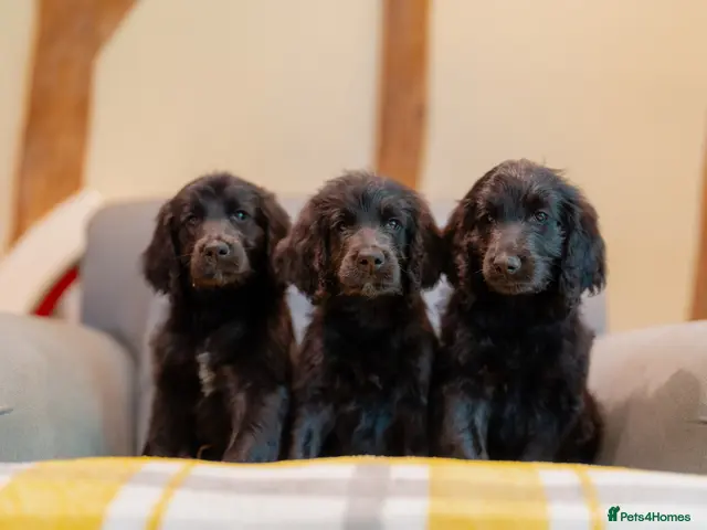 Goldendoodle dogs for sale: F1 Standard Goldendoodle Waiting List - Advert 1