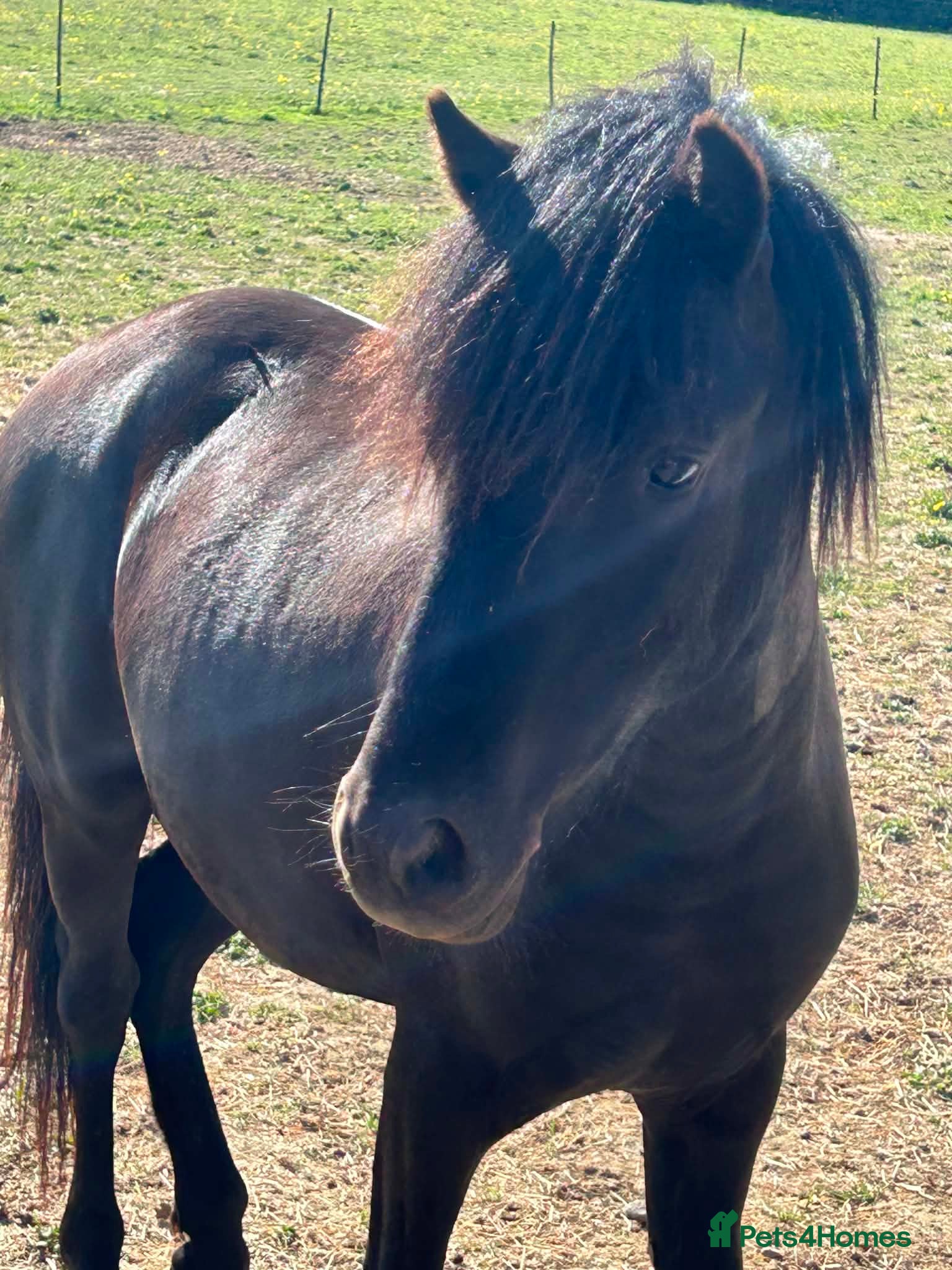 Dartmoor horses Woody looking for a new home  - Advert 1