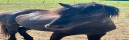 Dartmoor horses for sale: Woody looking for a new home  - Advert 1