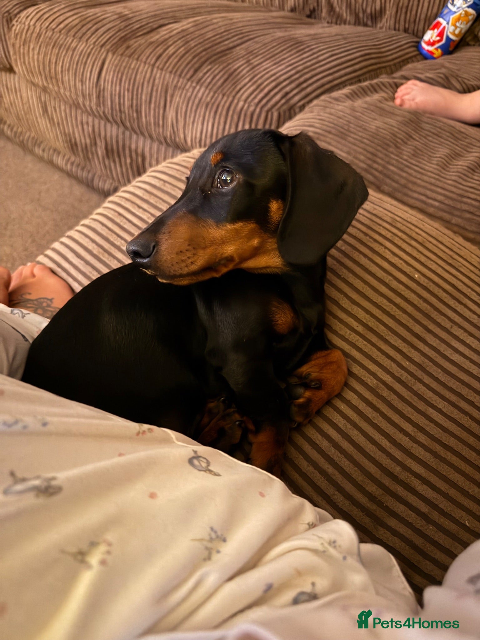 Miniature Dachshund dogs Miniature Dachshund  - Advert 1
