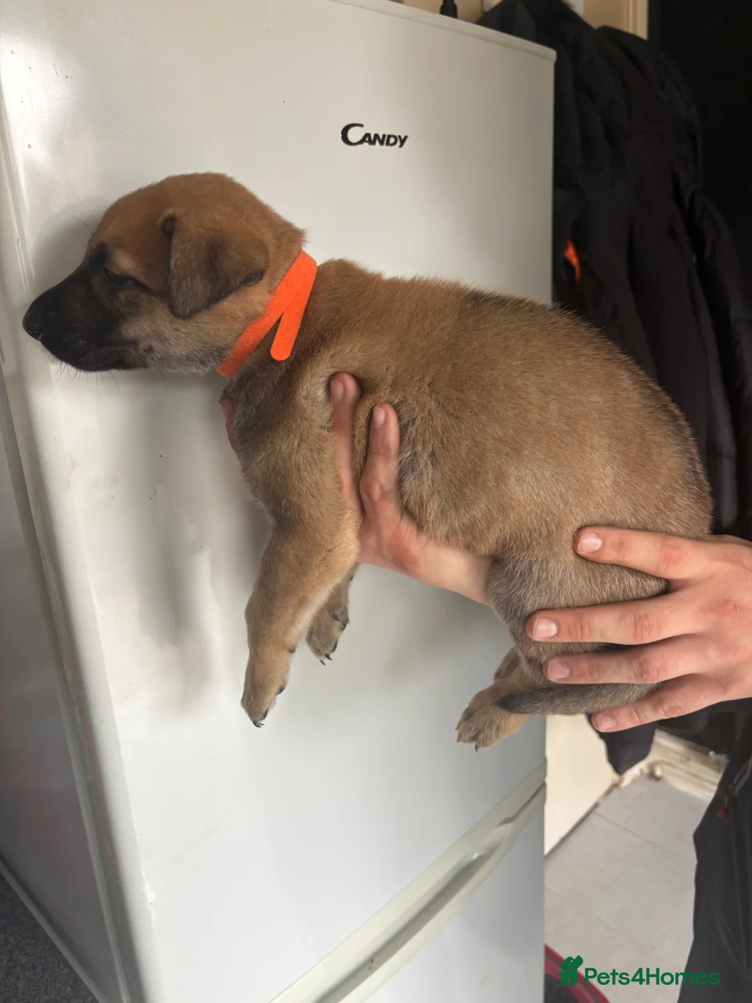 Belgian Shepherd Dog dogs for sale: Dutch herder x bull Mali  in Ryton - Advert 2