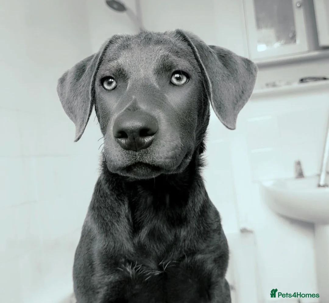 Mixed Breed dogs for sale: Beautiful pup for rehoming! - Advert 1