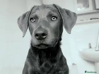 Mixed Breed dogs Beautiful pup for rehoming! - Advert 8