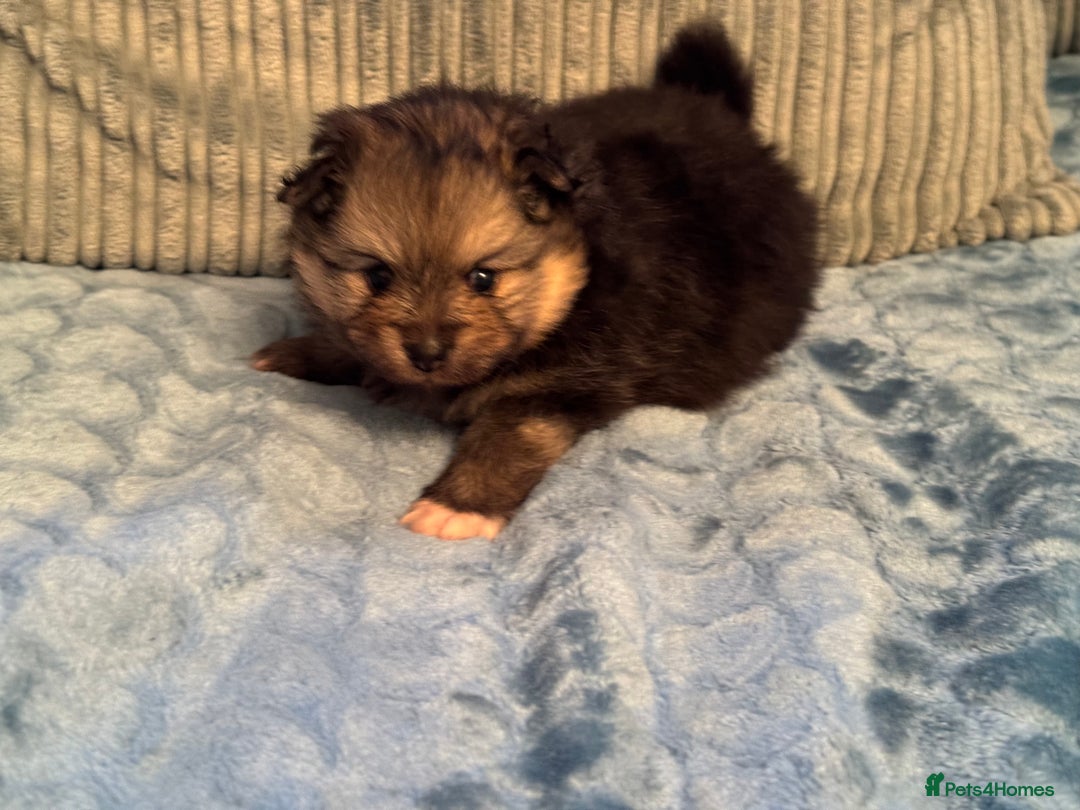 Pomeranian dogs for sale: Two little boys - Image 3