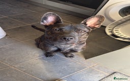 Mixed Breed dogs for sale: Bear - Staffy X German Shepherd - Image 40