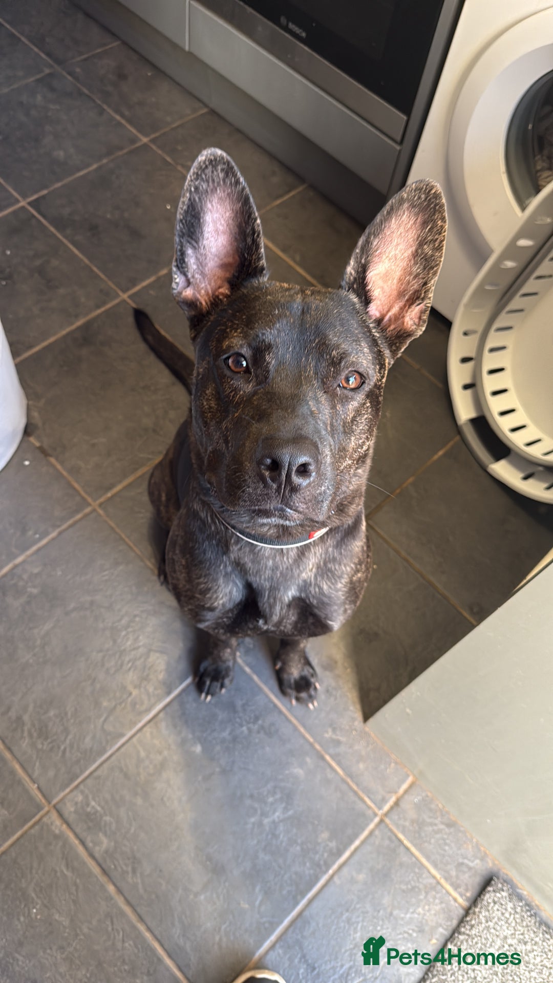 Mixed Breed dogs for sale: Bear - Staffy X German Shepherd - Image 40