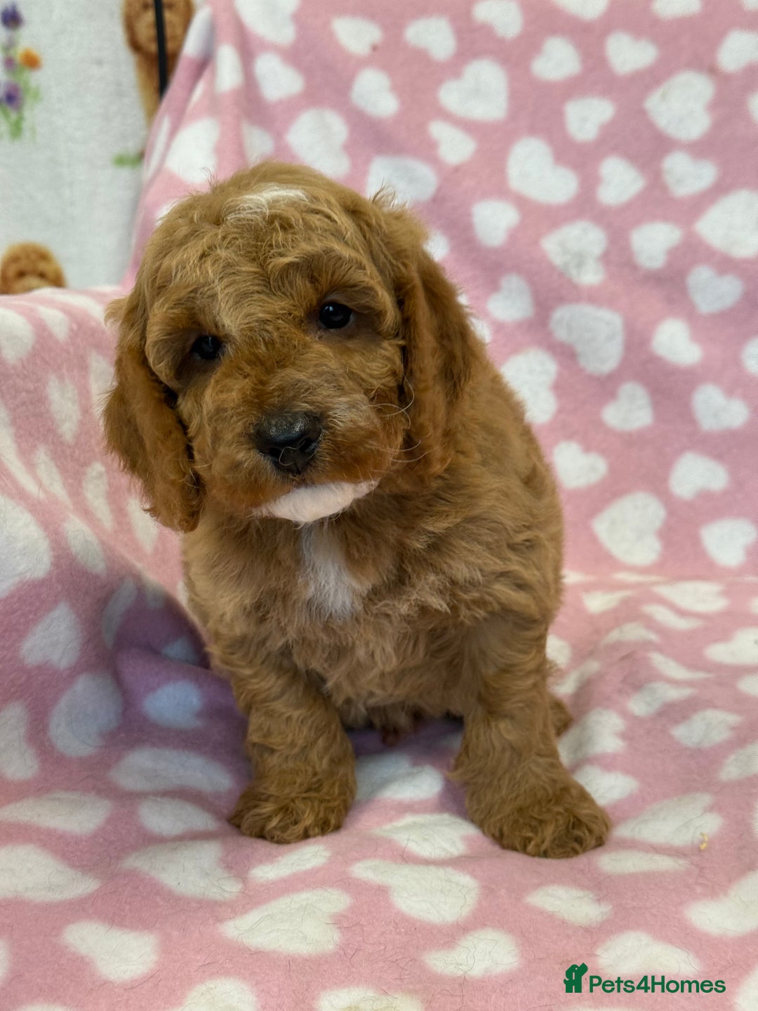 Cockapoo dogs for sale: Cockapoos F1B puppies  - Advert 8