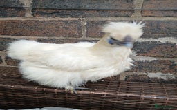 Chickens poultry for sale: 2 beautiful bantams silkies ladies  - Image 2