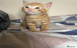 Mixed Breed cats for sale: 🐾 Adorable Litter of 5 Playful Kittens  - Image 15