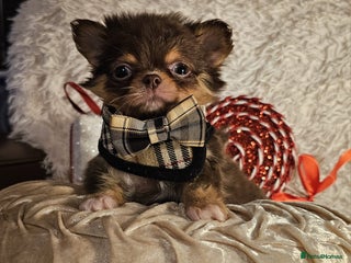 Chihuahua dogs Xx gorgeous chocolate longcoat chihuahua puppy Xx - Advert 3