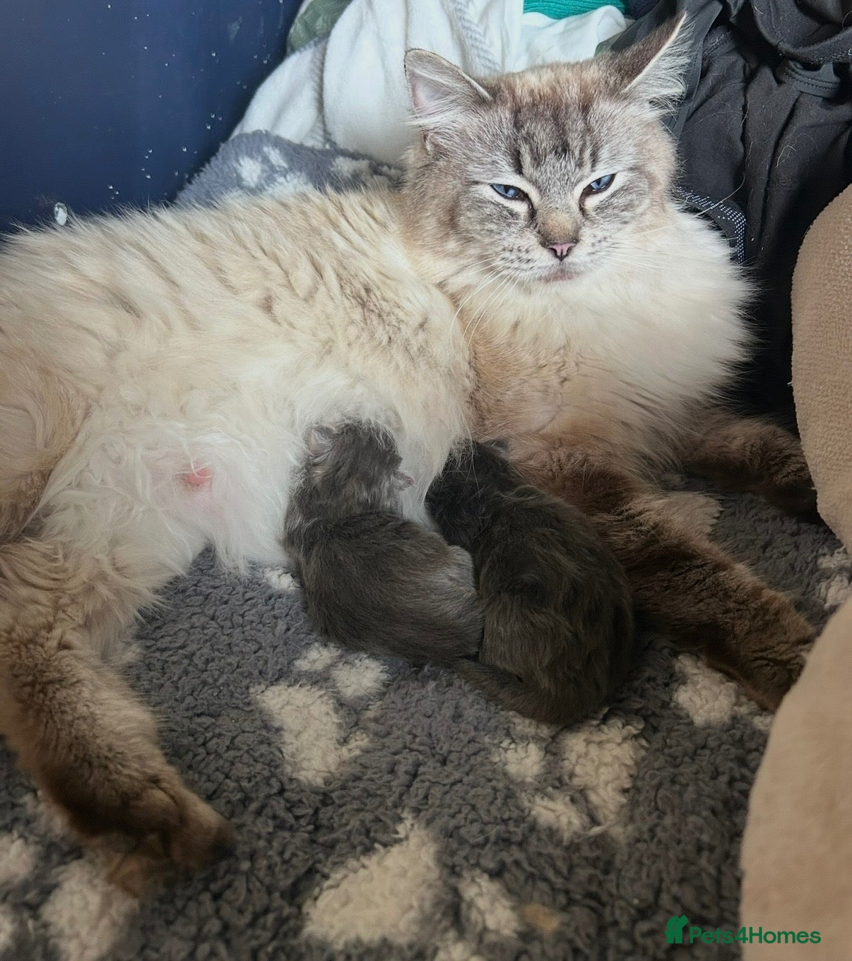 Maine Coon cats Maine coon x ragdoll kittens  - Advert 1