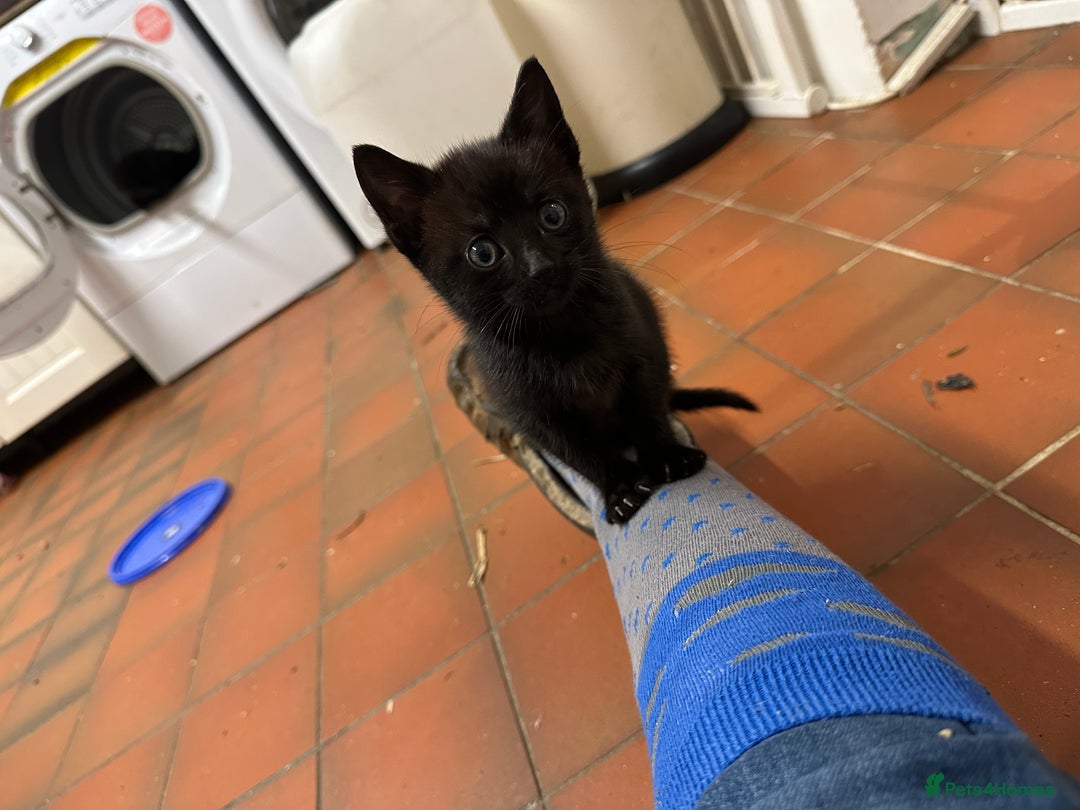 Mixed Breed cats for sale: 5 kittens  - Image 3