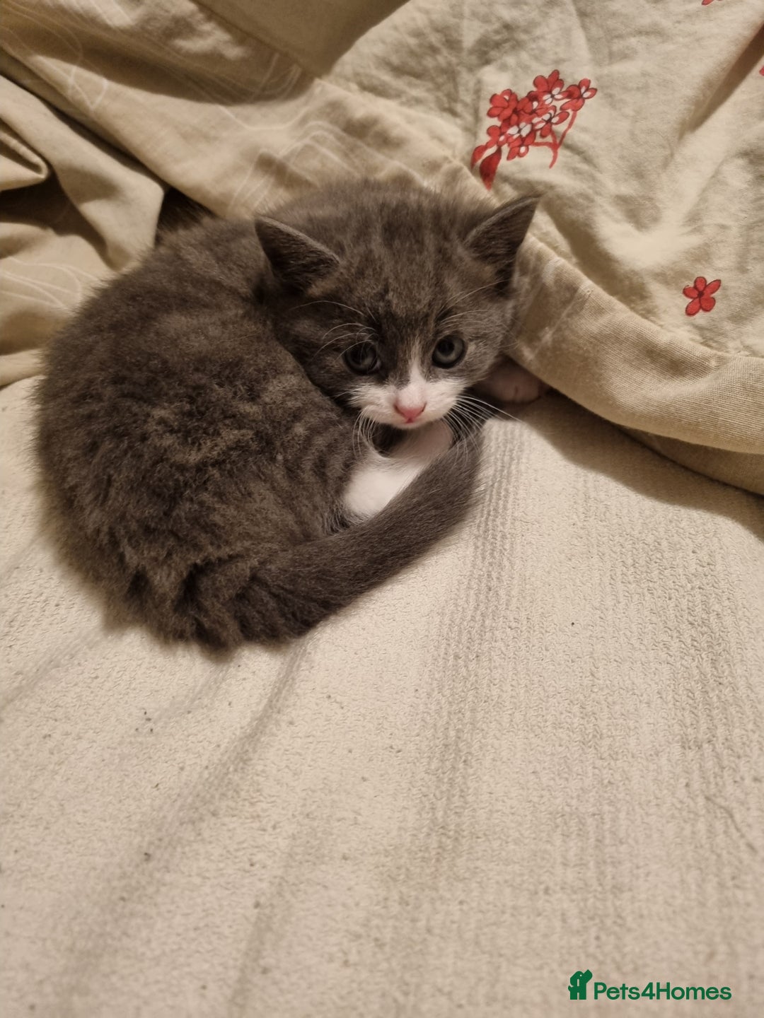 RagaMuffin cats for sale: Gorgeous RagamuffinX  - Advert 7