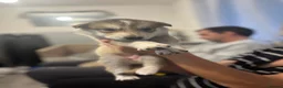 Siberian Husky dogs for sale: Husky pups for sale in Tonbridge - Advert 9