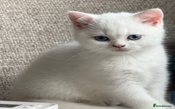 British Shorthair cats for sale: Reduced BSH kittens a few left !!! Going cheap  - Image 6