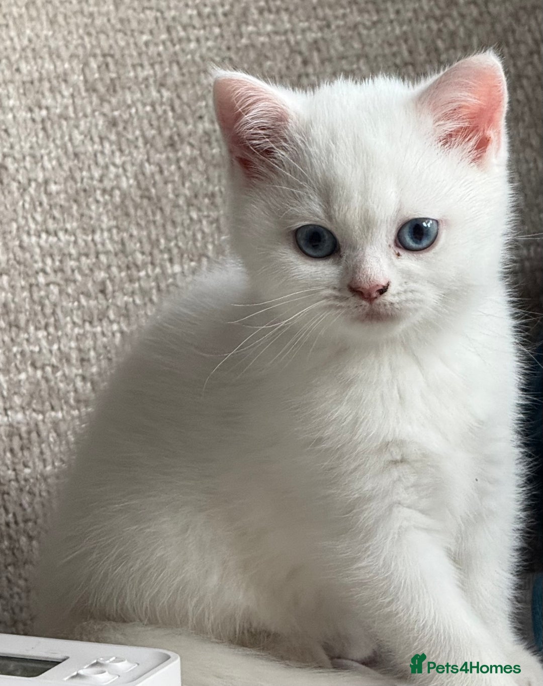British Shorthair cats for sale: Reduced BSH kittens a few left !!! Going cheap  - Image 6