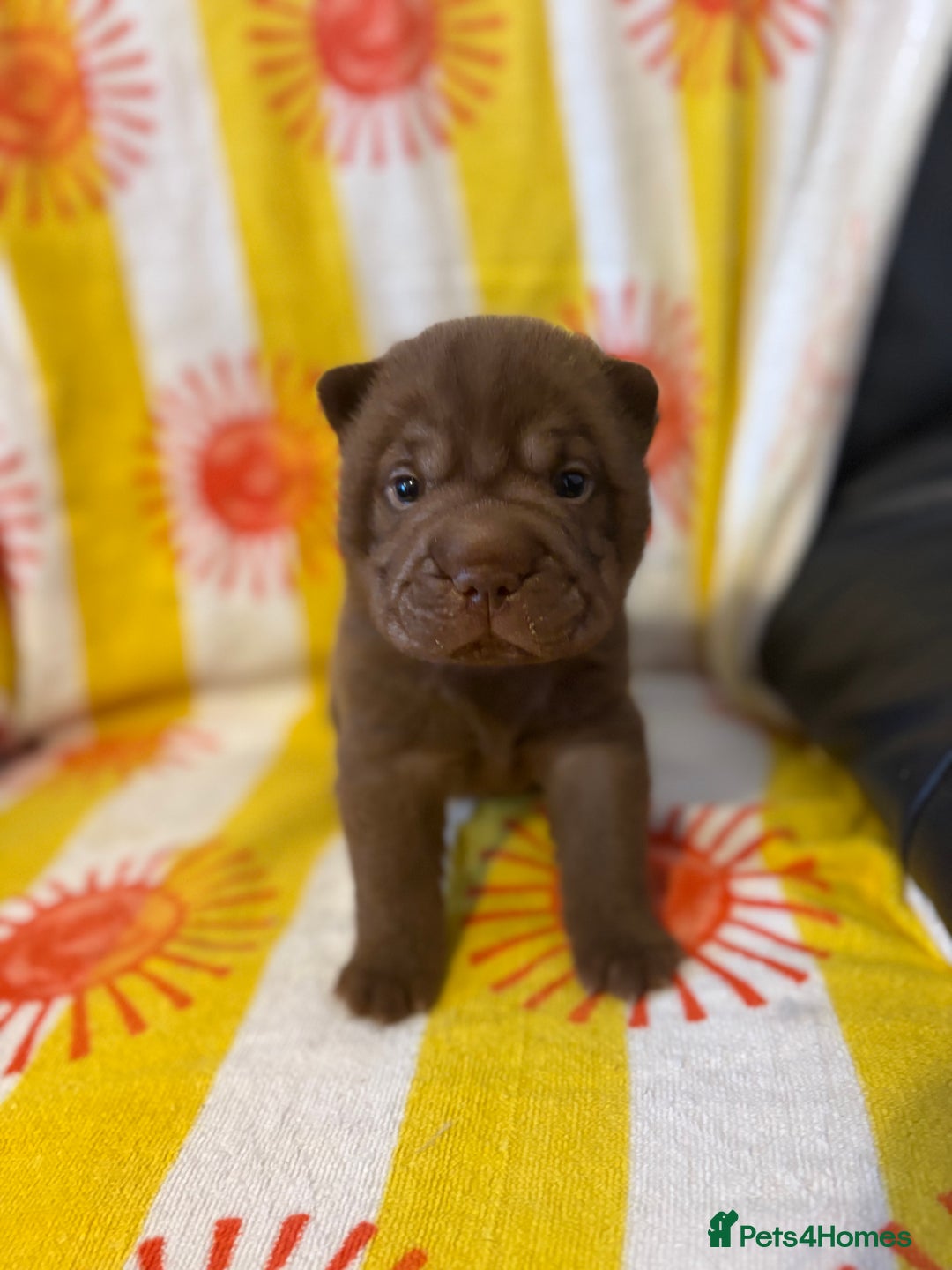 Shar Pei dogs for sale: Stunning Shar Pei Pups - Image 22
