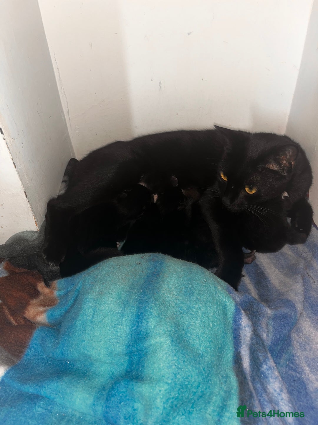 European cats for sale: Kittens - Image 6