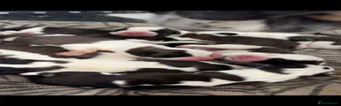 Saint Bernard 2