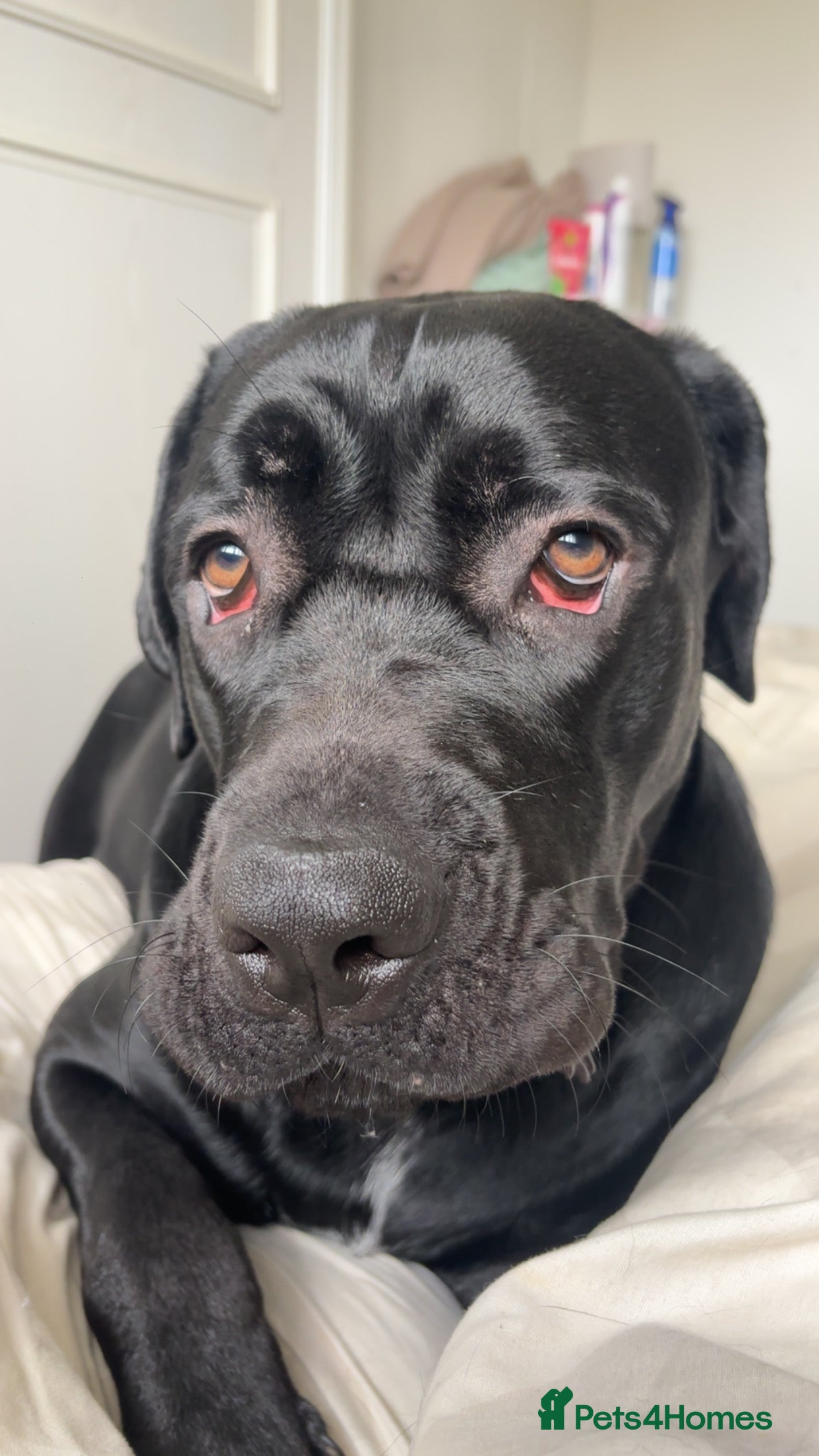 Cane Corso dogs Cane Corso 1 year old  - Advert 8