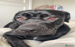 Cane Corso dogs for sale: Cane Corso 1 year old  - Image 1