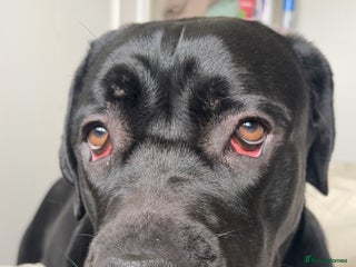 Cane Corso dogs - Advert 6