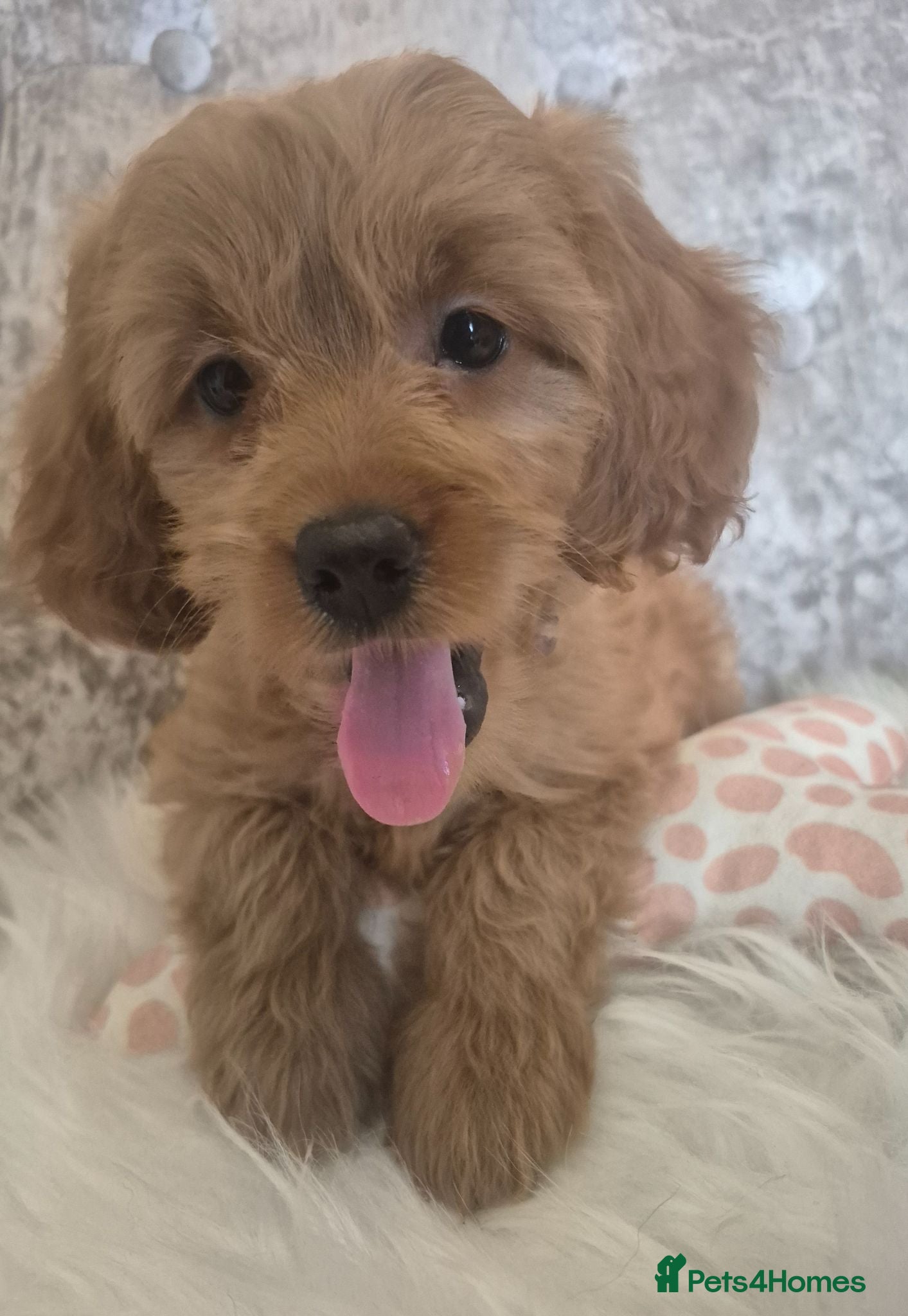 Cavapoo dogs F1B CAVAPOO PUPPIES EXTENSIVELY DNA HEALTH TESTED  - Advert 2