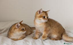 British Shorthair cats for sale: Ready now gorgeus Golden British SH male kitten - Image 11