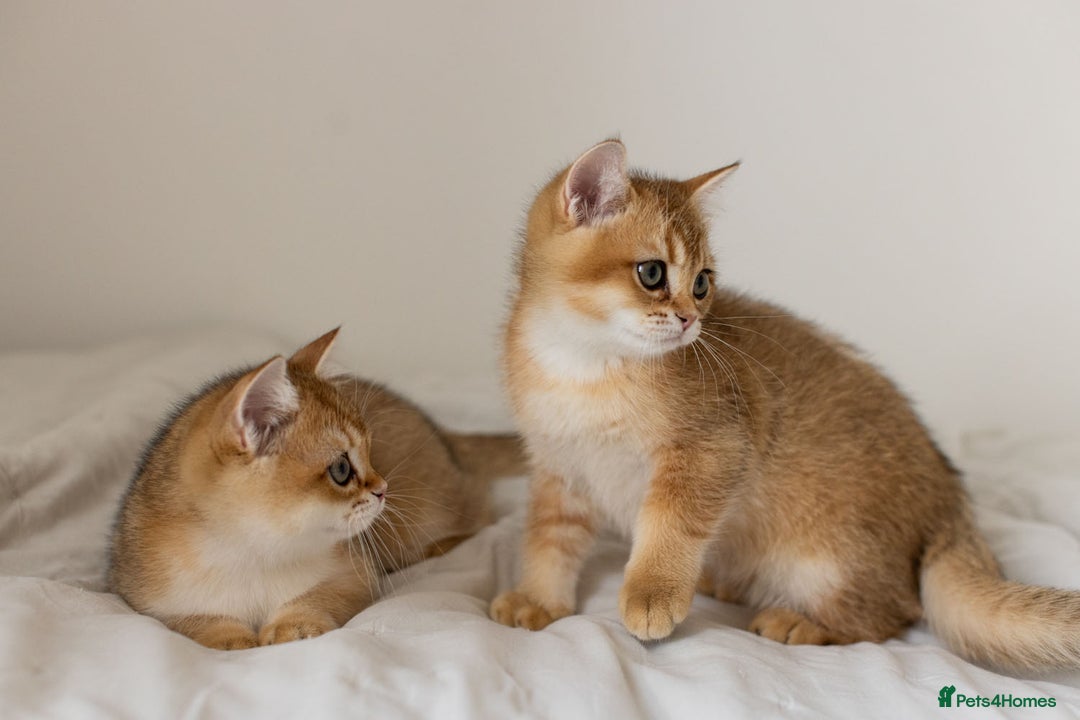 British Shorthair cats for sale: Ready now gorgeus Golden British SH male kitten - Image 11