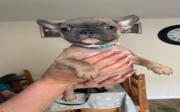 French Bulldog dogs for sale: 3 beautiful boys and girls - Image 22