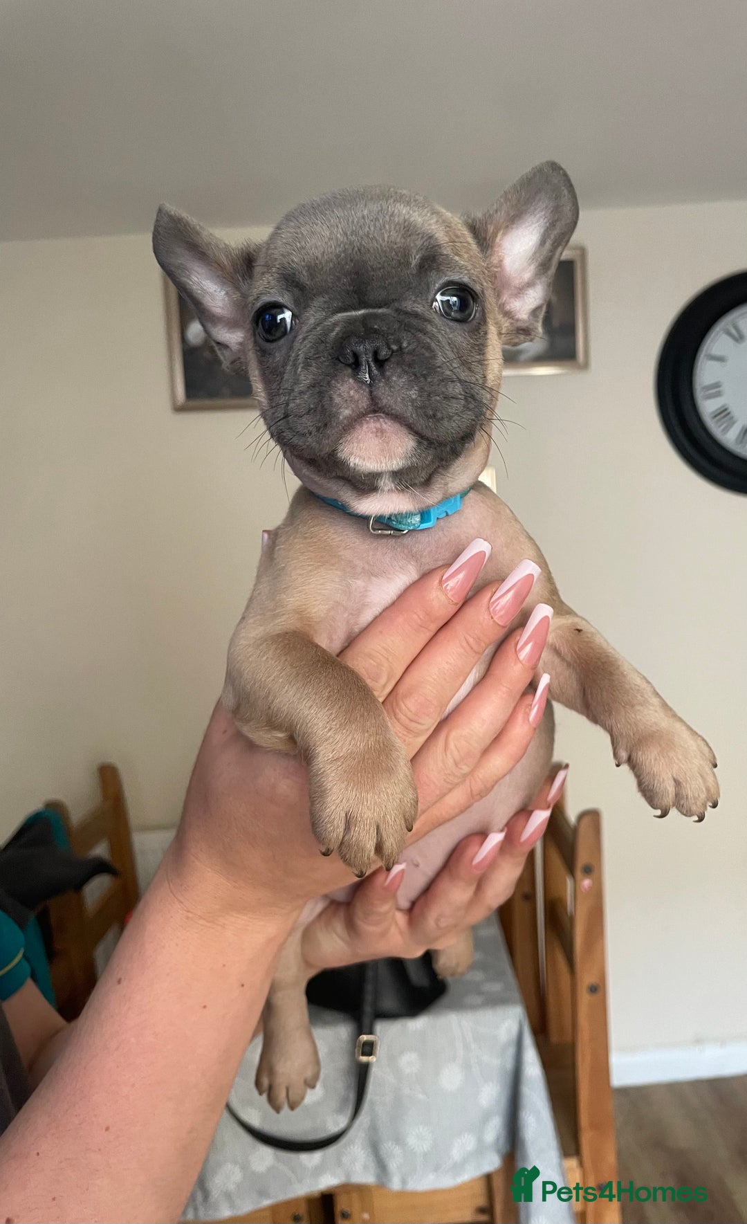 French Bulldog dogs for sale: 3 beautiful boys and girls - Image 22