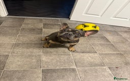 French Bulldog dogs for sale: Female French bulldog  - Image 3
