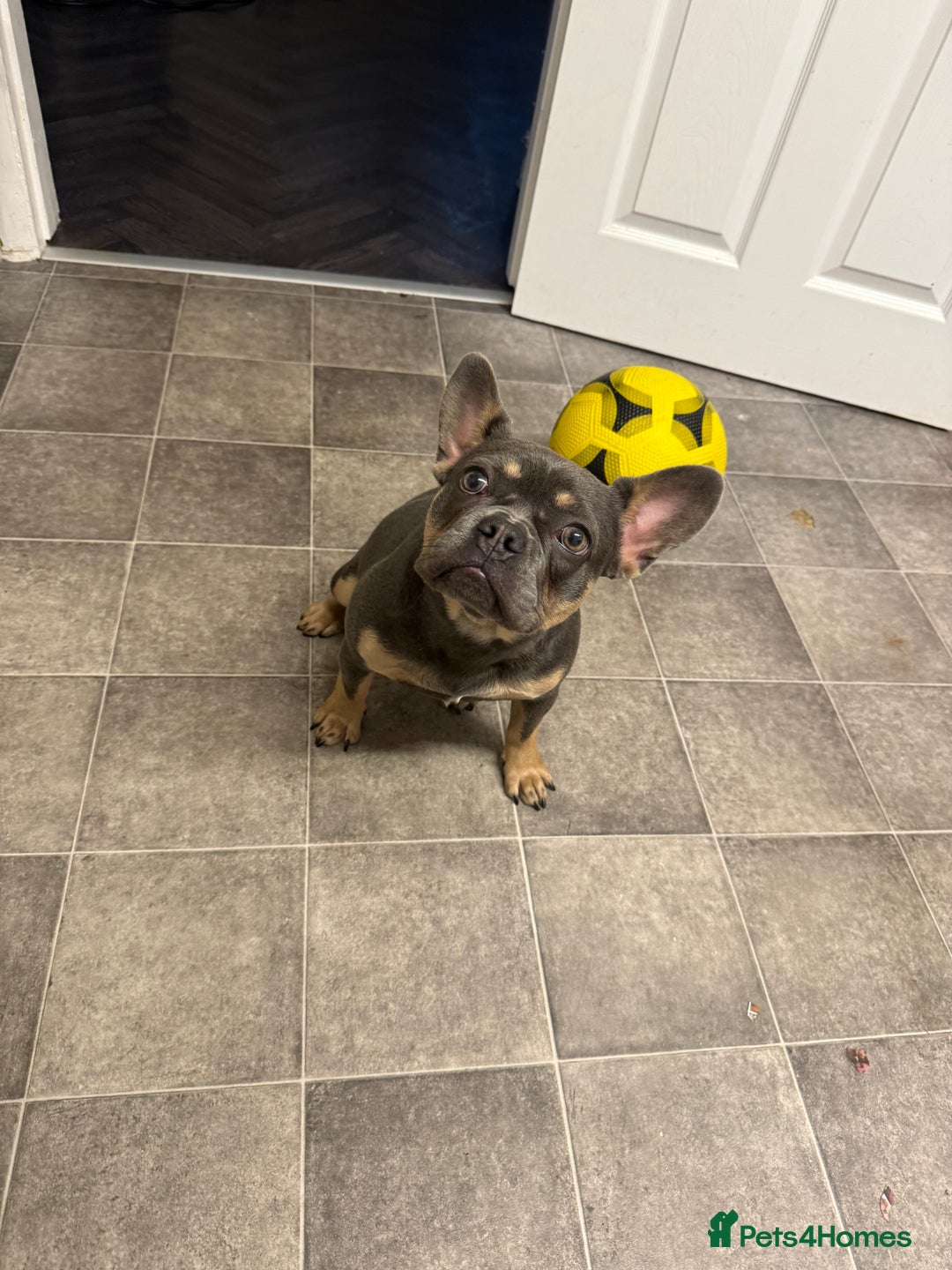 French Bulldog dogs for sale: Female French bulldog  - Image 3