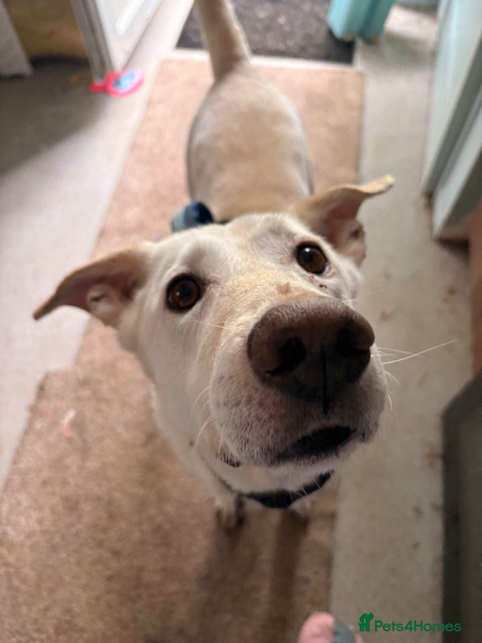 Mixed Breed dogs Awesome Oliver - Advert 2