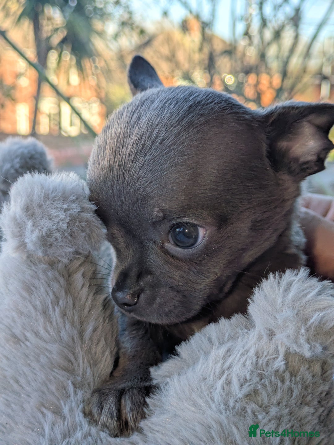 Chihuahua dogs for sale: Rare colour and tiny pedigree Chihuahuas  - Advert 20