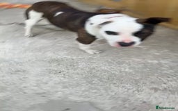 American Bulldog dogs for sale:  American Bulldog to go to a good loving home - Image 4