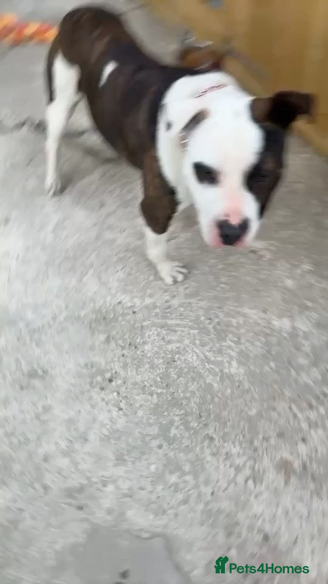 American Bulldog dogs for sale:  American Bulldog to go to a good loving home - Image 4