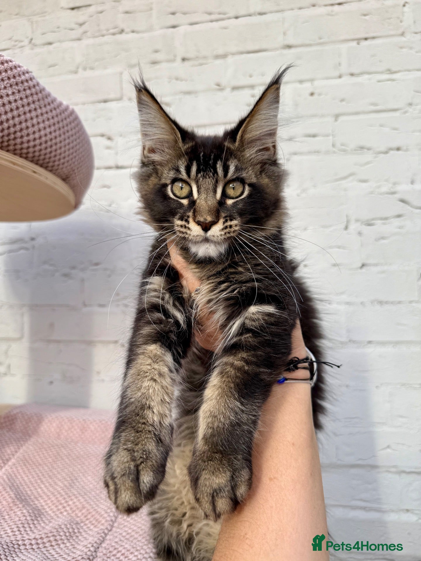 Maine Coon cats Champion TICA Pedigree Maine Coons kittens  - Advert 2