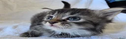 Persian cats for sale: Fluffy Perisan Kittens looking for Forever Homes in Edinburgh - Advert 11