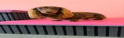Dachshund dogs for stud: Miniature longhaired dachshund for stud  - Advert 4